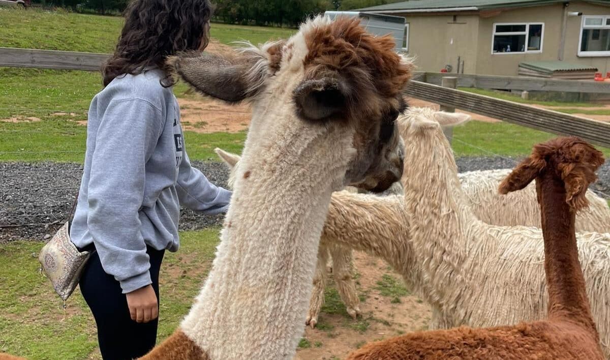 feeding alpacas