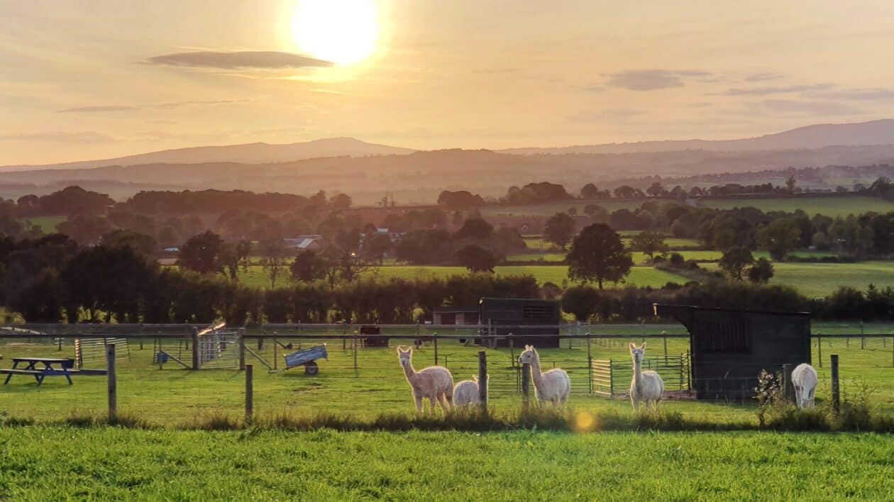 alpacas roaming around on farm