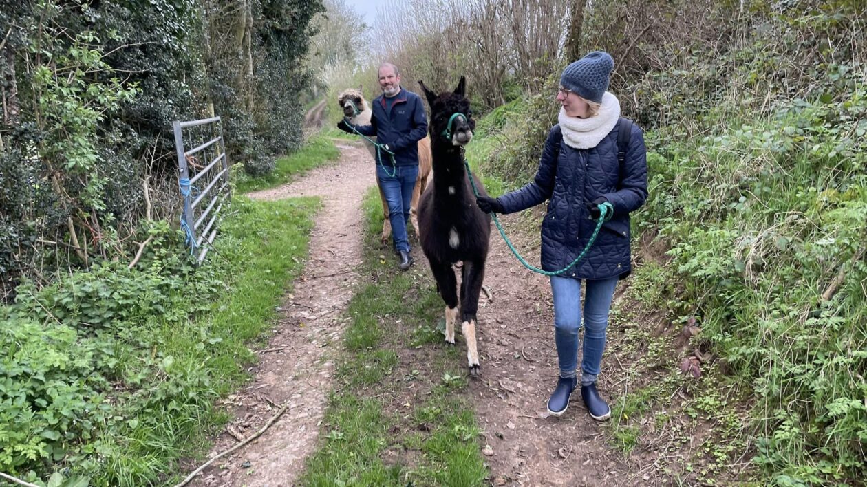 adults trekking with alpacas