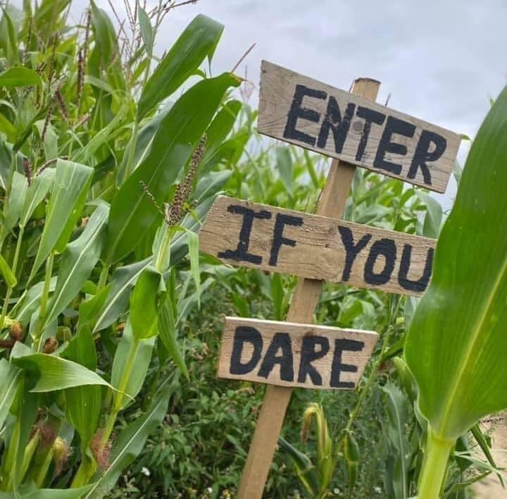 'enter if you dare' sign at the birchfield farm maize maze