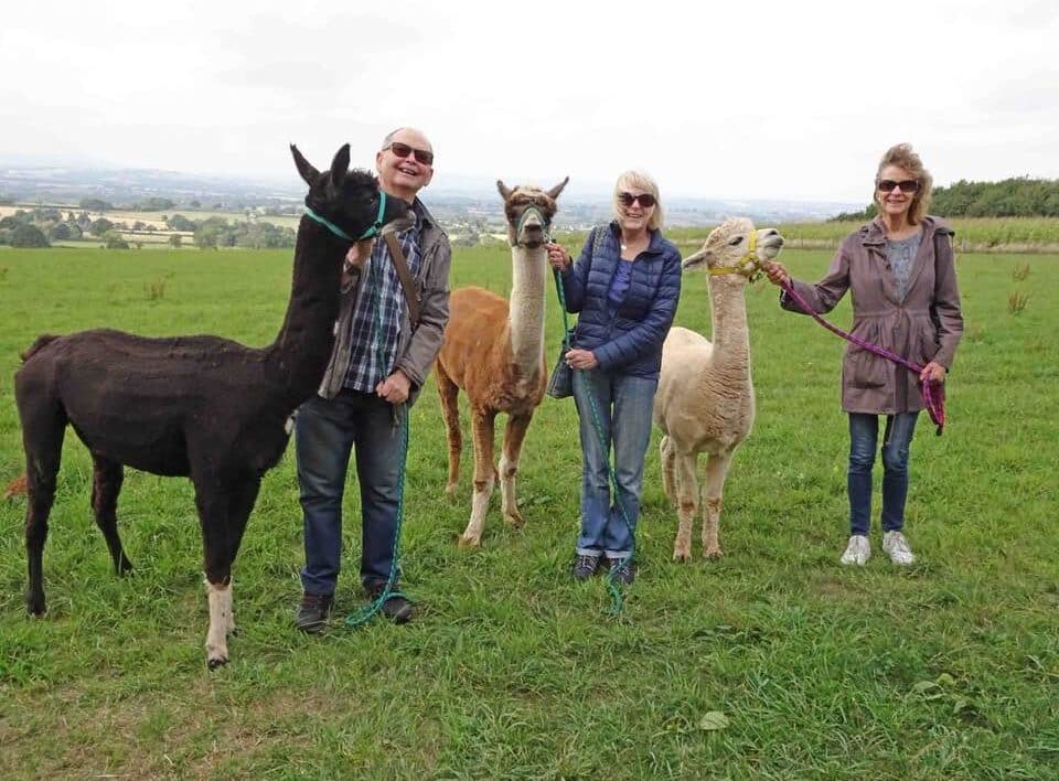 older adults with alpacas