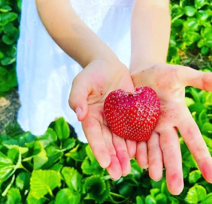 heart shaped strawberry in girls hands