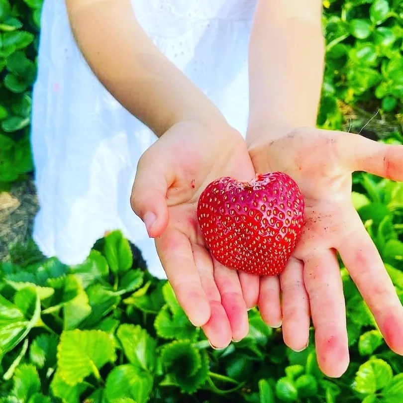 heart shaped strawberry in girls hands