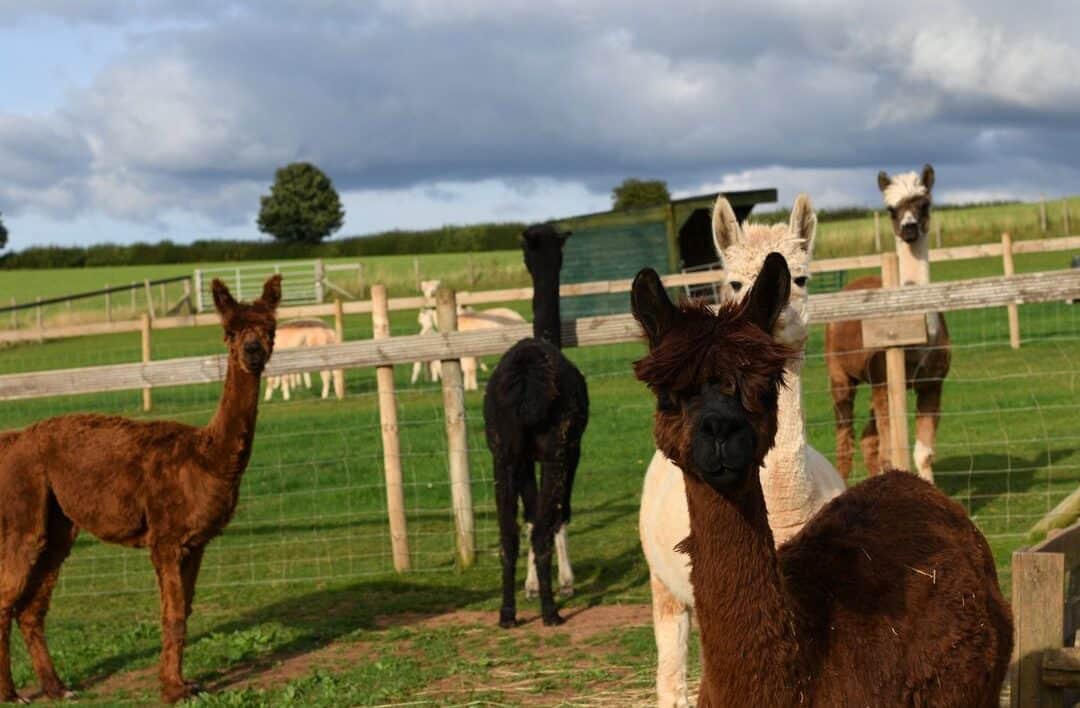 alpacas in field