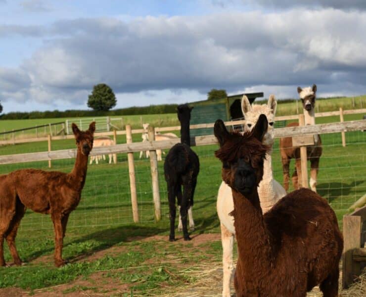 alpacas in field