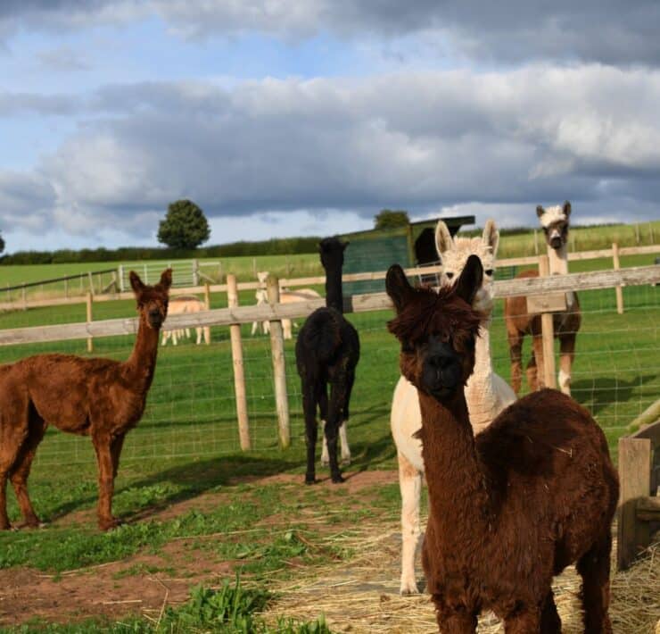 alpacas in field