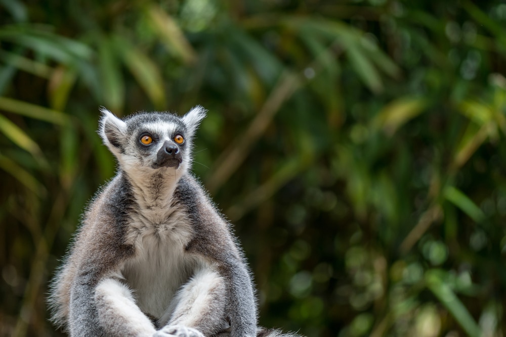 Lemur Twycross Zoo