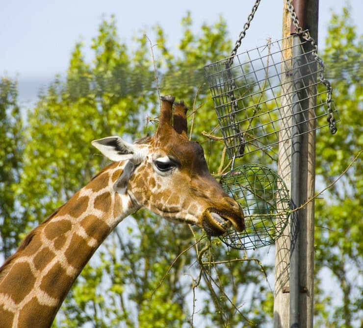 Giraffe Twycross Zoo