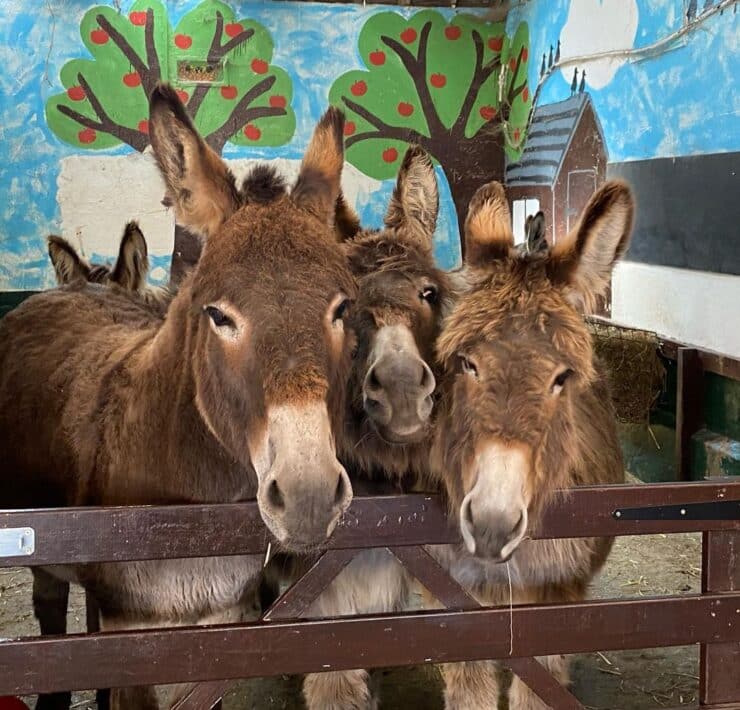 Donkeys Easton Farm Park