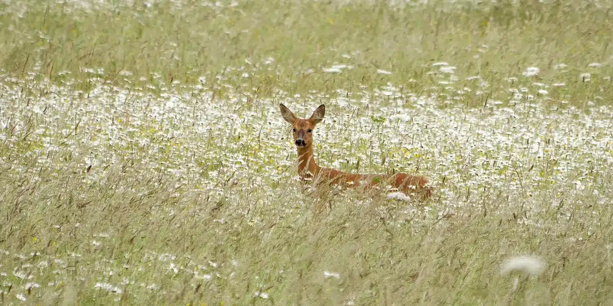deer in the wildflower meadow