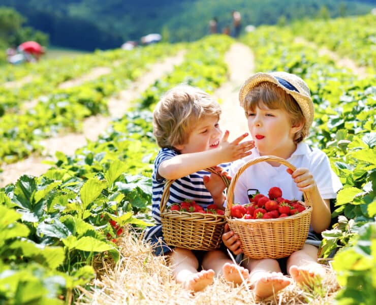 Fruit picking children