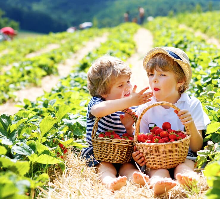 Fruit picking children