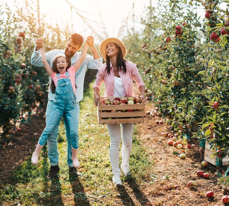 Family fruit picking