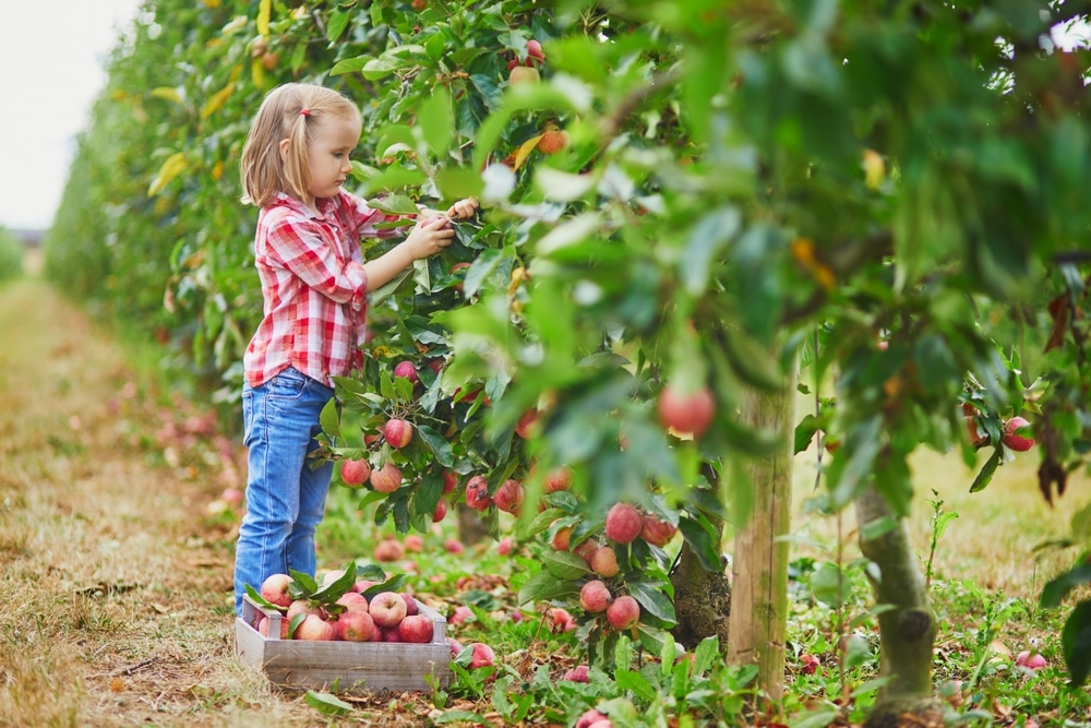Girl fruit picking