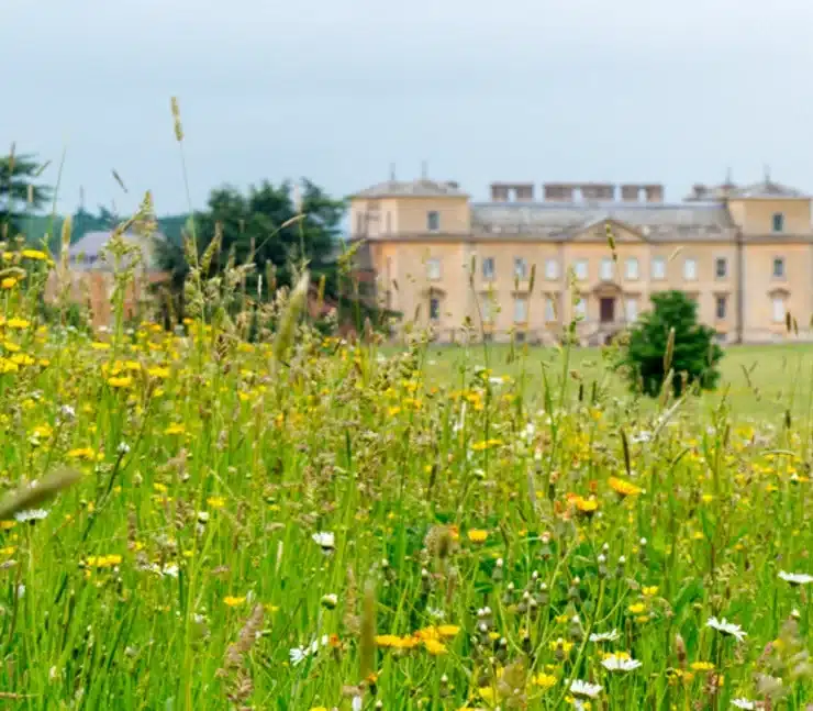 croome house with wildflowers