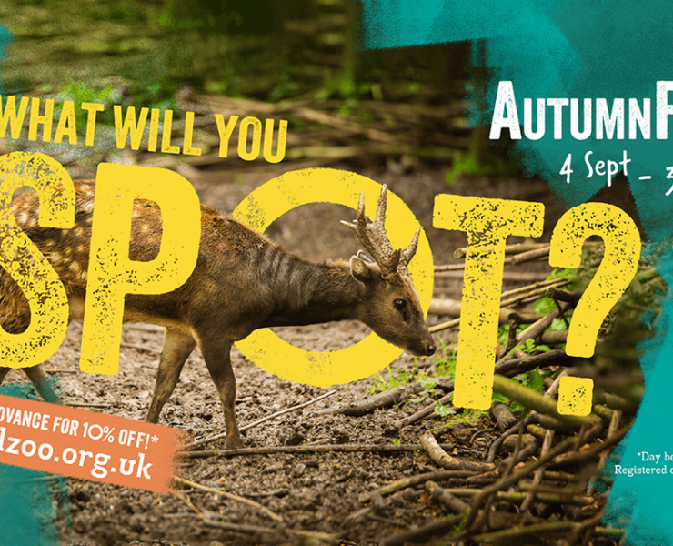 Autumn Fest Bristol Zoo Project
