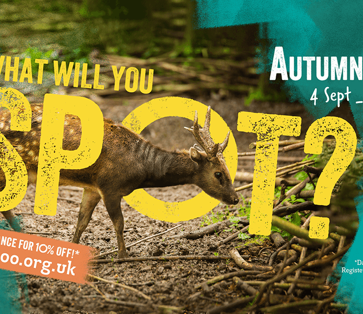 Autumn Fest Bristol Zoo Project