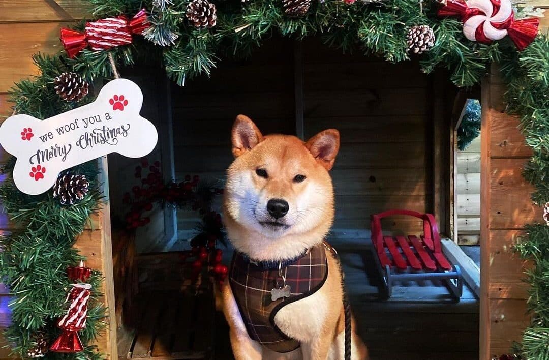 dog in bark hutte