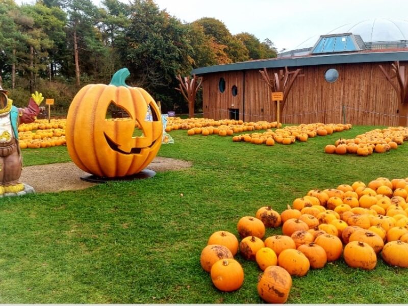 giant pumpkin giant pumpkin