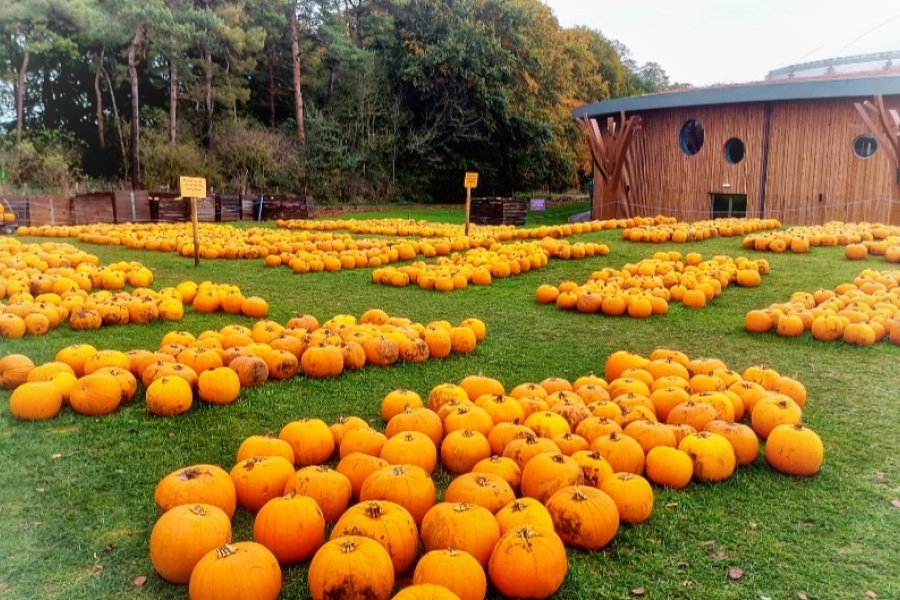 pumpkin patch at stockeld park