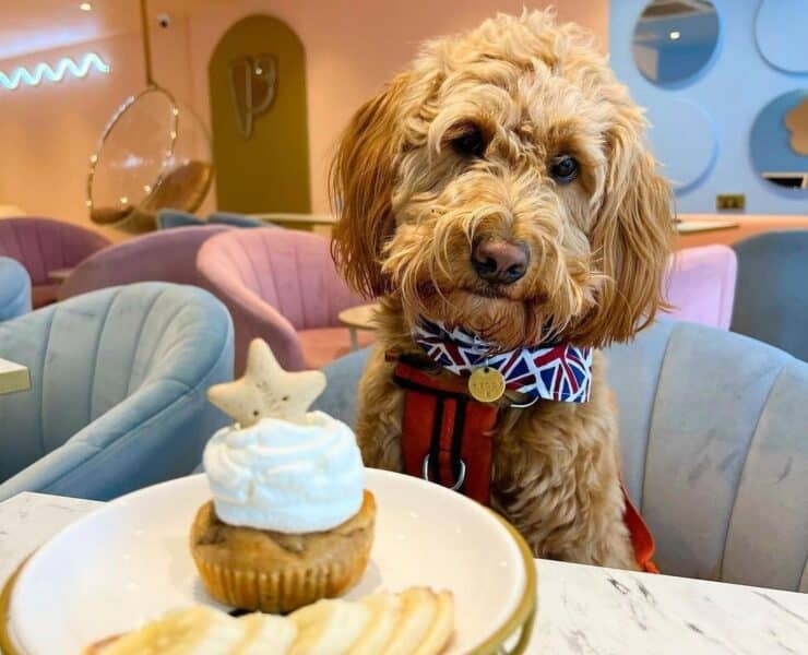 cockapoo dog staring a a cupcake on the table