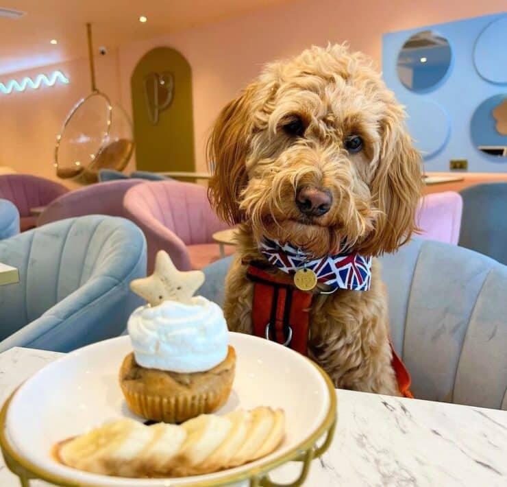cockapoo dog staring a a cupcake on the table