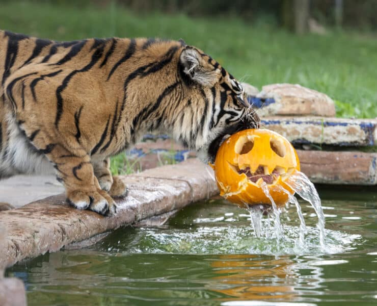 tiger eating pumpkin at West Midland Safari Park