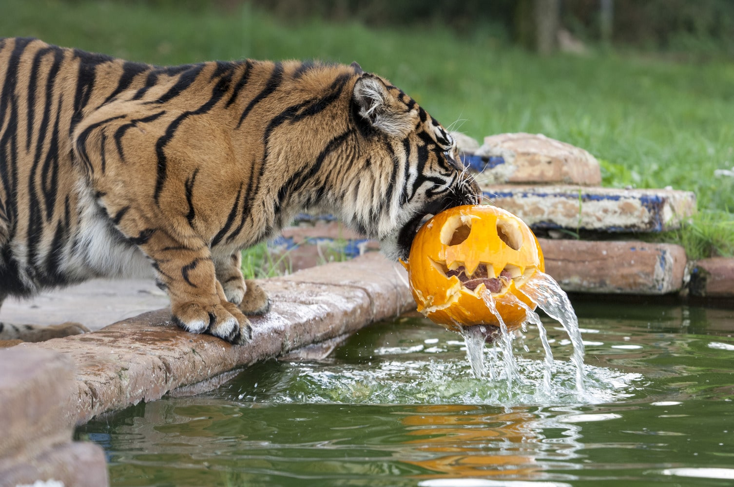 10 Halloween Events Near Birmingham 2026 10 Halloween Events Near Birmingham 2026