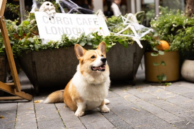 corgi cafe in london