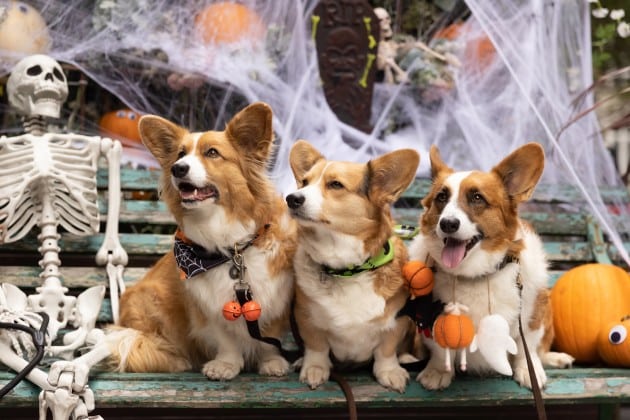 corgi cafe halloween