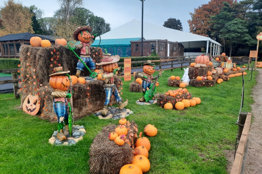 pumpkin display at stockeld park