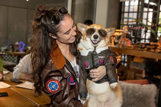 corgi dressed as pilot