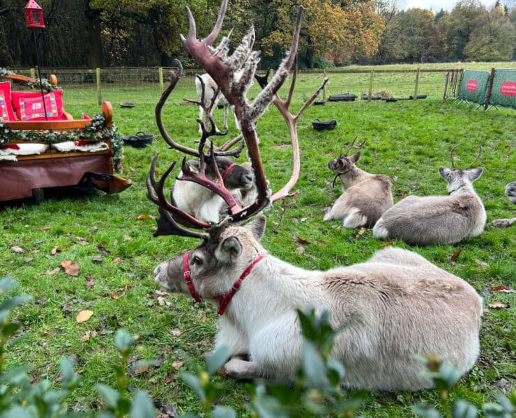 santa's reindeer at stockeld park
