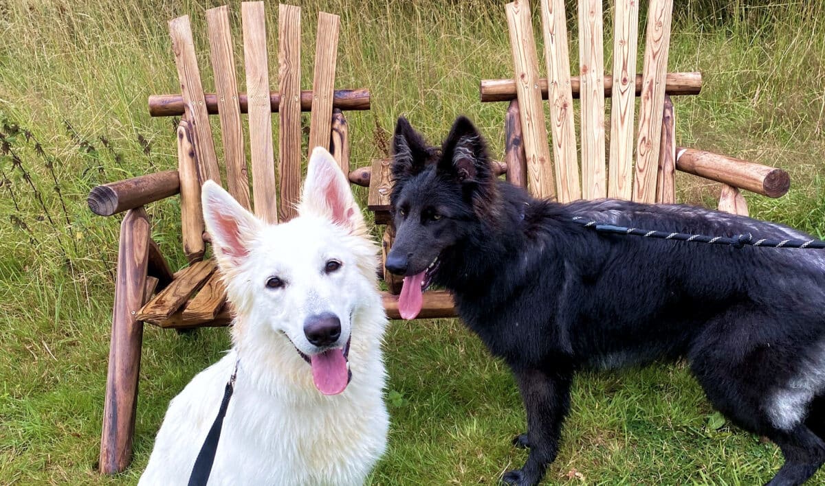 ross and dog friend