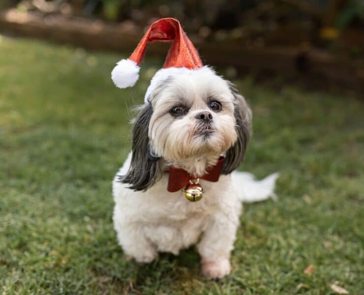 a dog wearing a santa hat