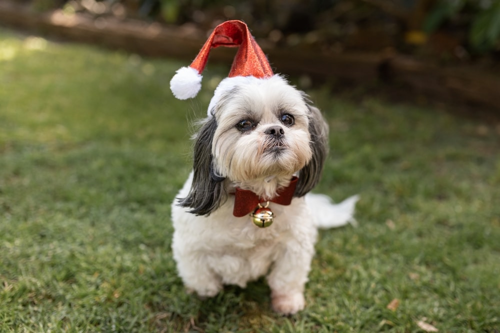 a dog wearing a santa hat