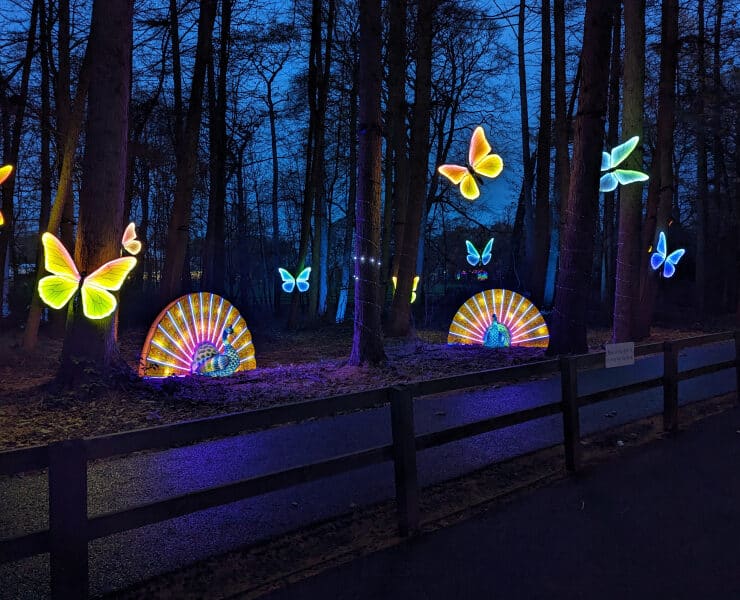 winter illuminations