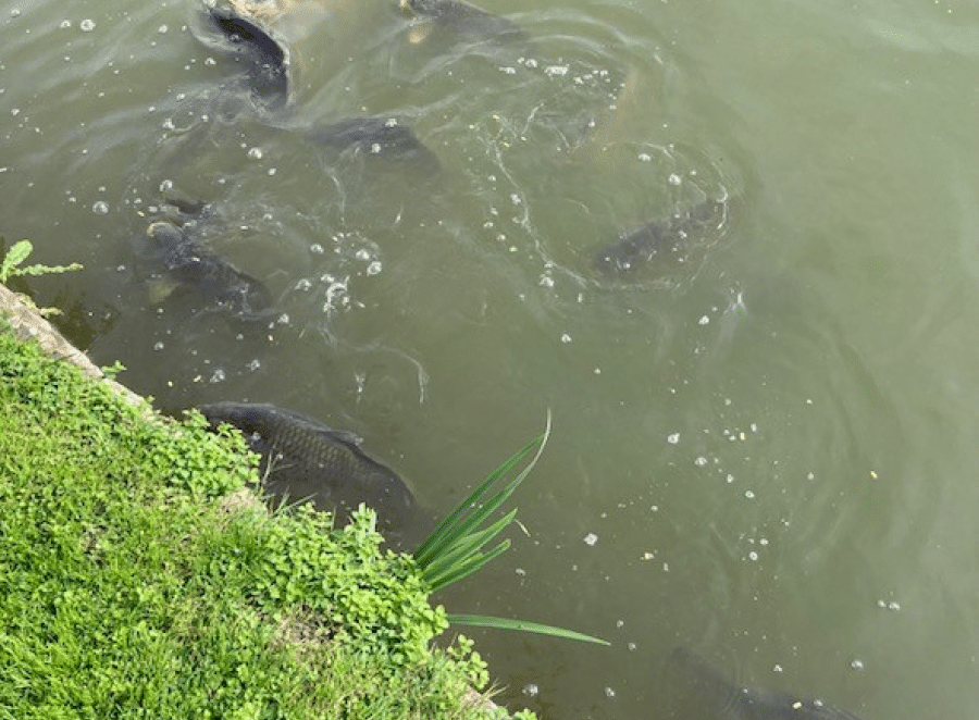 fish at wesbury court garden