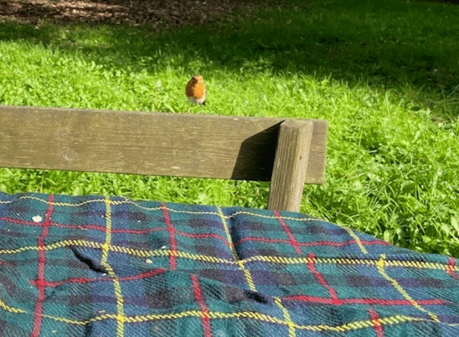 Picnic lunch and robin bird