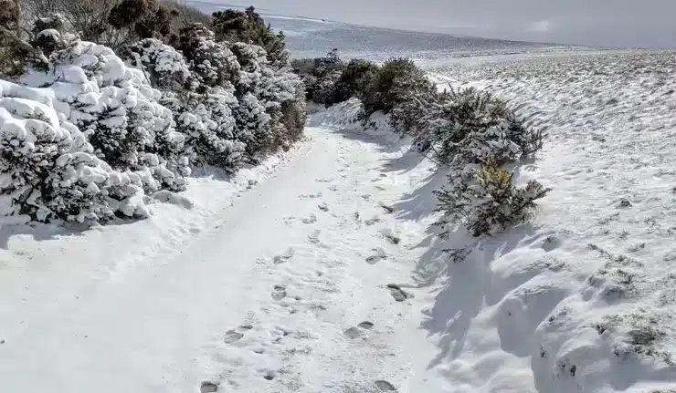 winter walk path