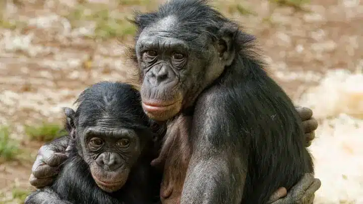 bonobos at twycross zoo