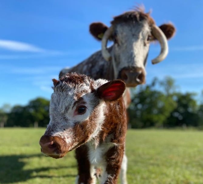cows in the sun