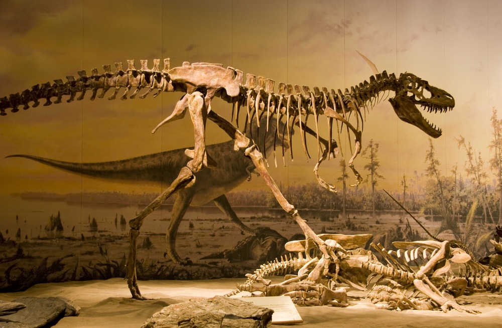 a dinosaur skeleton