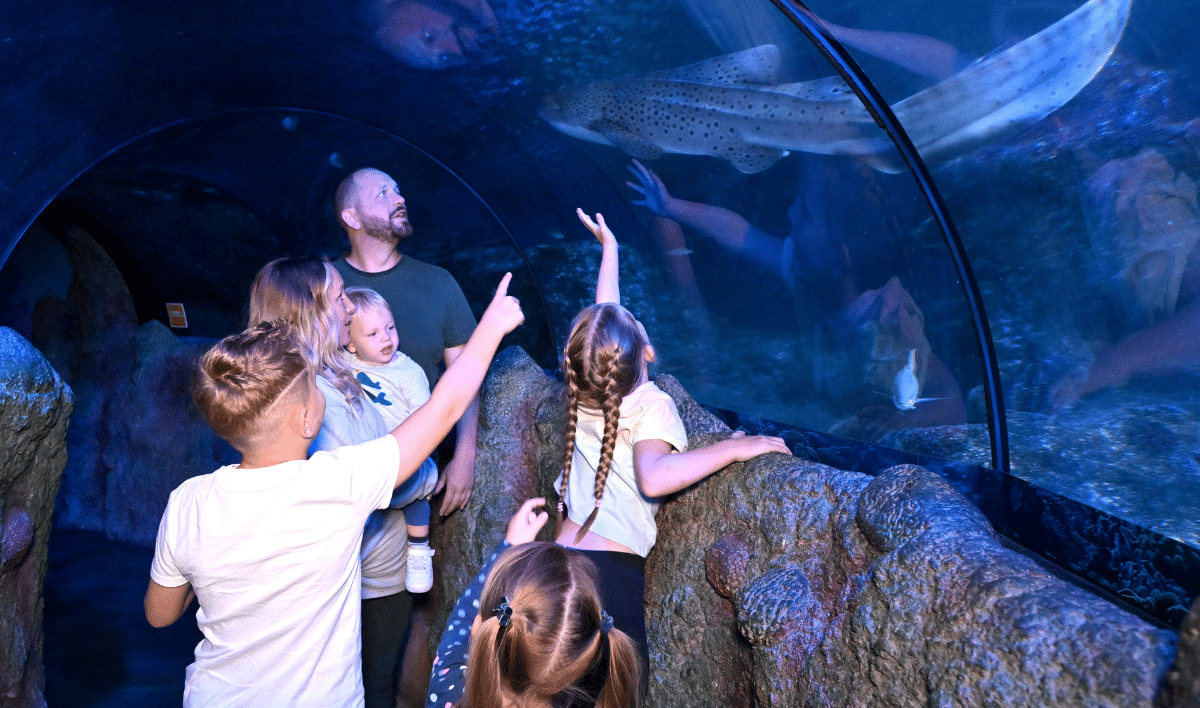 family looking at a shark swimming in the tank