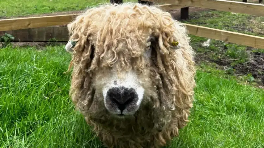 sheep at rutland farm park