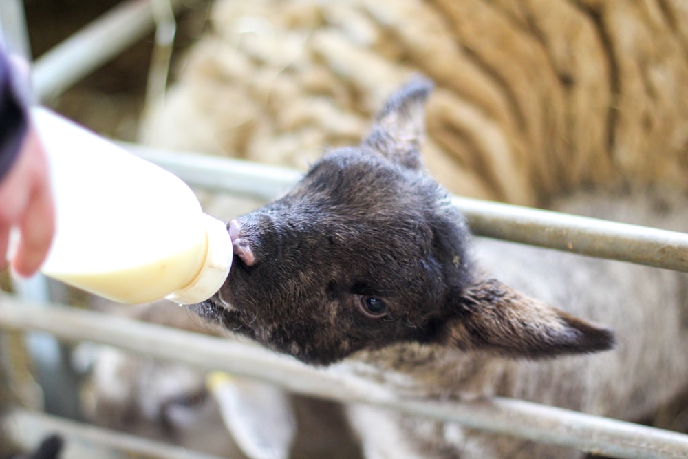 Lamb bottle feeding