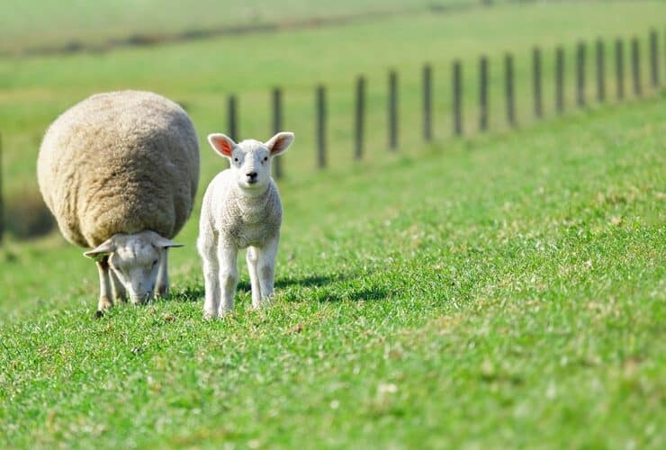 Lamb in a field