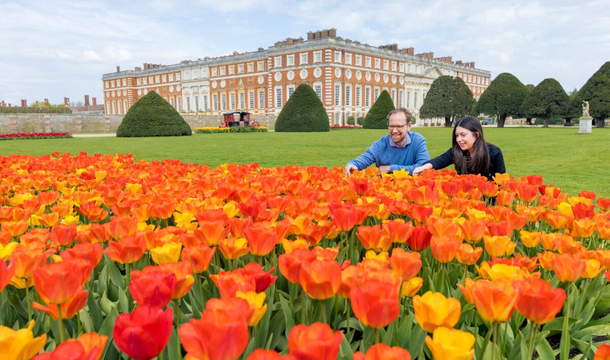 orange tulips