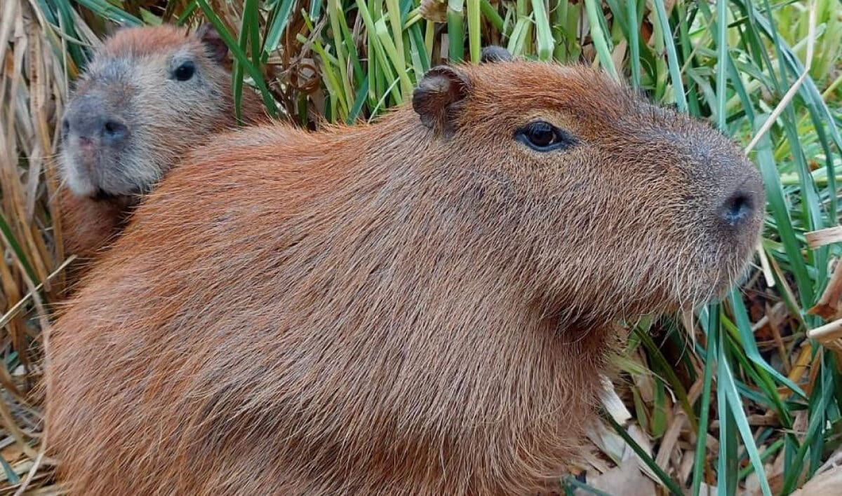capybara