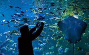 person taking pictures of lots of fish swimming